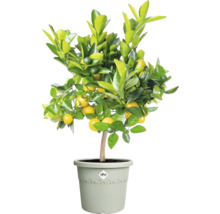 Mandarinenboom in pot