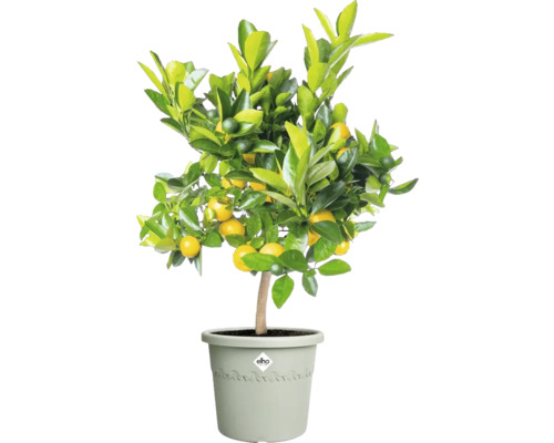 Mandarinenboom in pot