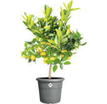 Mandarijnboom in pot