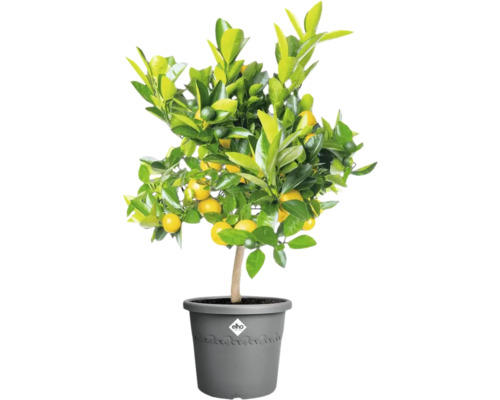 Mandarijnboom in pot