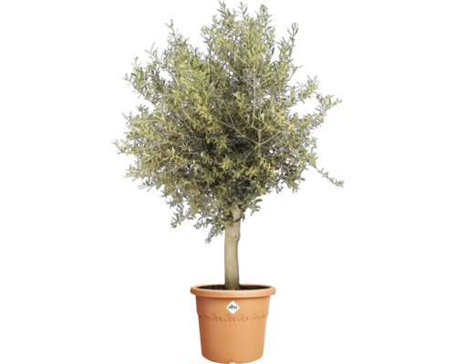Olijfboom in pot voor buiten