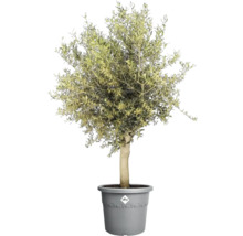 Olijfboom in pot