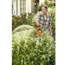 Vrouw snoeit heg met heggenschaar in de tuin