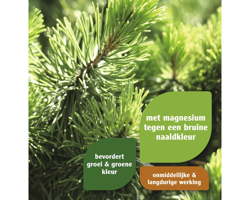 Naaldboomtak met informatie over groei en kleur