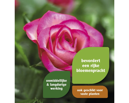 Close-up van een roos met informatie over de producteigenschappen