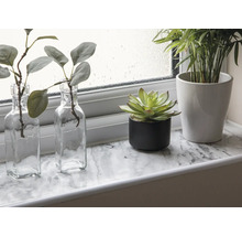 Decoratieve kamerplanten op een vensterbank