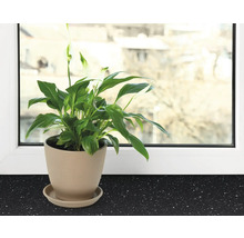Lepelbladplant in een pot op een vensterbank.