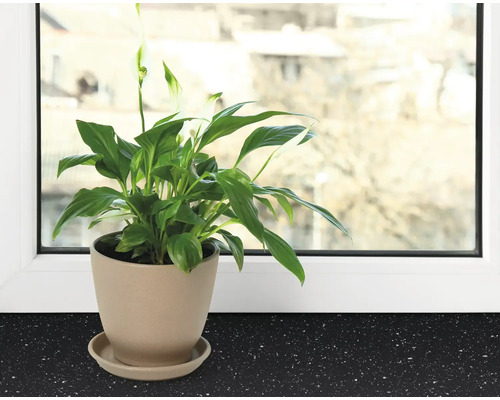 Lepelbladplant in een pot op een vensterbank.