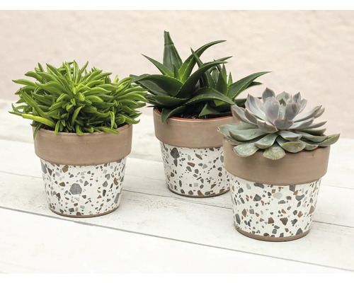 Drie vetplanten in potten met terrazzo-patroon