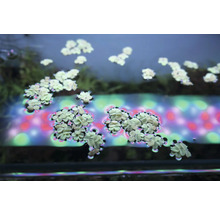Zwevende waterplanten in aquarium