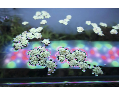 Zwevende waterplanten in aquarium