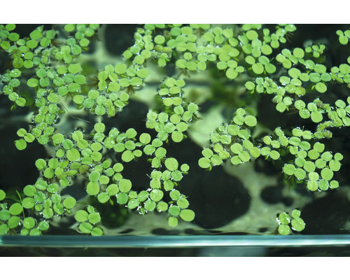 Drijvende Braziliaanse klimop in aquarium