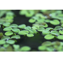 Close-up van mosselplanten in het water.