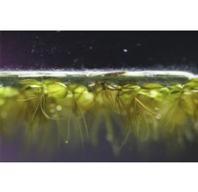 Close-up van drijvende planten in aquarium