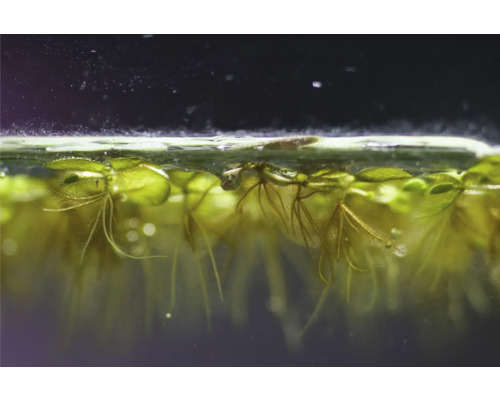 Close-up van drijvende planten in aquarium