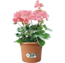 Geranium met roze bloemen in plantenpot