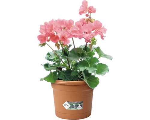 Geranium met roze bloemen in plantenpot