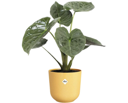 Alocasia kamerplant in gele pot