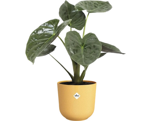 Alocasia kamerplant in een pot