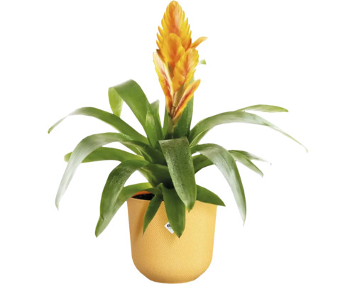 Gele bromelia in pot