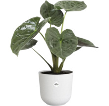 Alocasia kamerplant in een witte pot