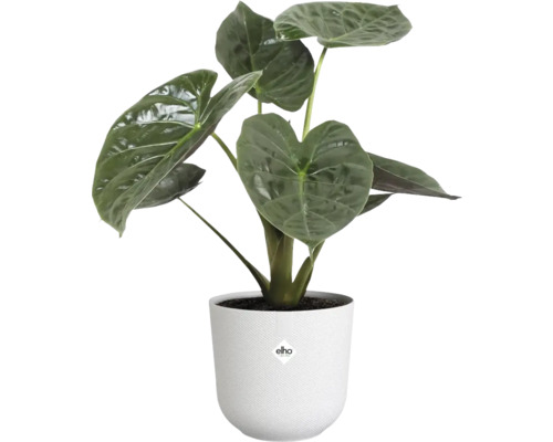 Alocasia kamerplant in een witte pot