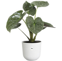 Alocasia kamerplant in witte bloempot