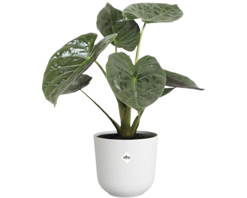 Alocasia kamerplant in een witte bloempot met Elho logo
