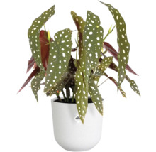 Begonia in witte pot voor binnen