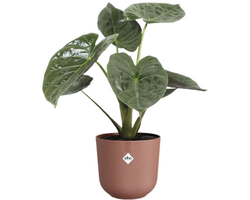 Alocasia kamerplant in plantenbak
