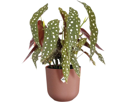 Begonia met witte stippen in pot