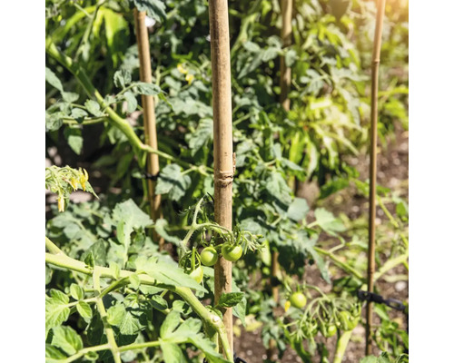 Tomatenplanten groeien aan bamboestokken in de tuin.