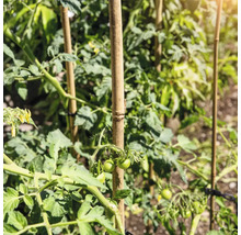Tomatenplanten ondersteund door bamboestokken.