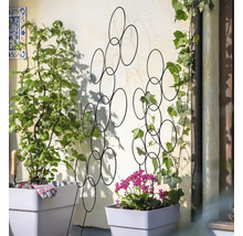 FLORASELF Plantensteun cirkel 35x115 cm