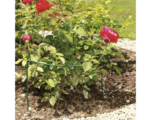 Roos met plantensteun in de tuinborder