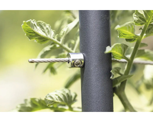 Gedetailleerde opname van een plantensteunsysteem met staalkabel en bevestigingsclip