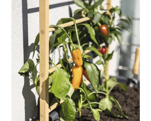 Plant met paprika''s op een houten latwerk