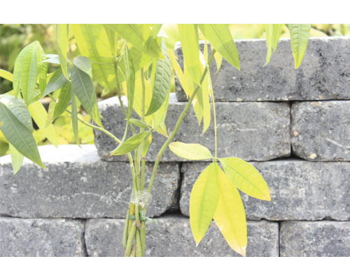 Jonge boom voor een muur