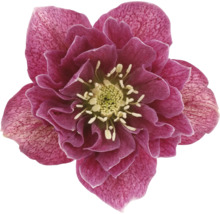 Close-up van een kerstroos met violetkleurige bloemblaadjes