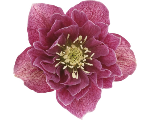 Close-up van een kerstroos met violetkleurige bloemblaadjes