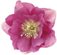Close-up van een kerstroos met bloem