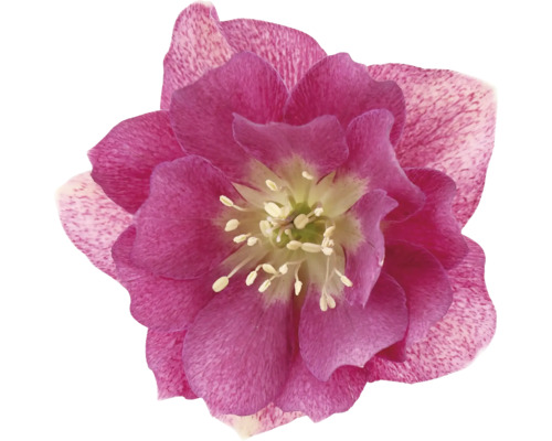 Close-up van een kerstroos met bloem