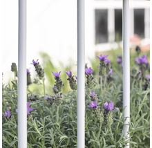 Lavendelbed achter een hek in de tuin