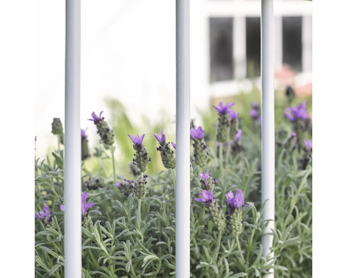 Lavendelbed achter een hek in de tuin