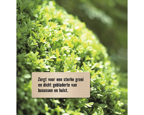 Buxus en hulst voor sterke groei en dichte bebladering