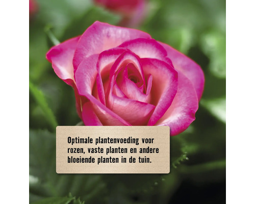 Close-up van een roos met een bord dat plantenvoeding aangeeft