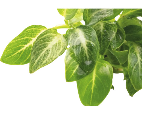 Bladeren van een groene plant