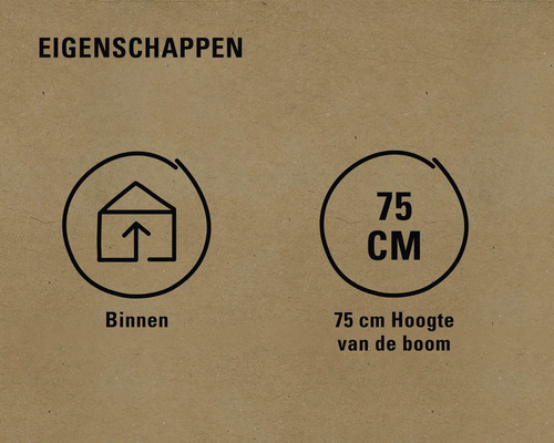 Eigenschappen: Geschikt voor binnen, boomhoogte 75 centimeter