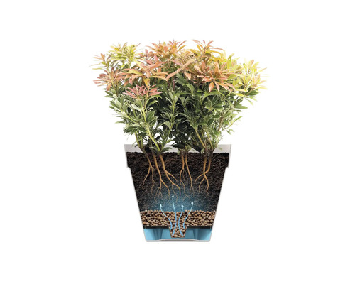 Illustratie van een Pieris japonica plant in een plantenbak met wortelstelsel en irrigatiesysteem