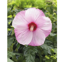 Close-up van een enkele roze hibiscusbloem met groene bladeren
